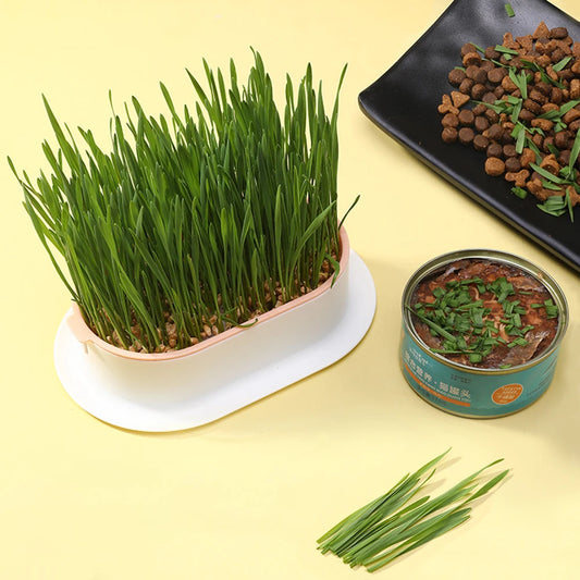 Cat Grass Growing Kit