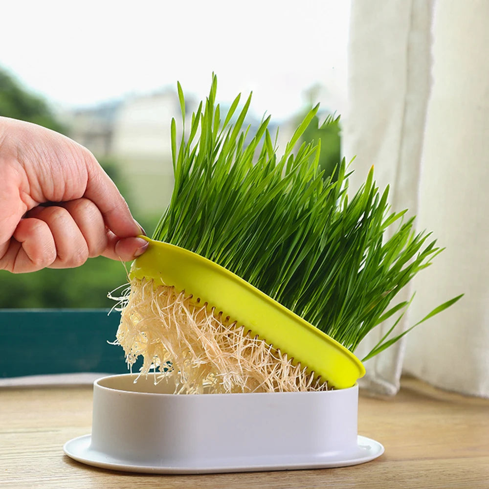 Cat Grass Growing Kit