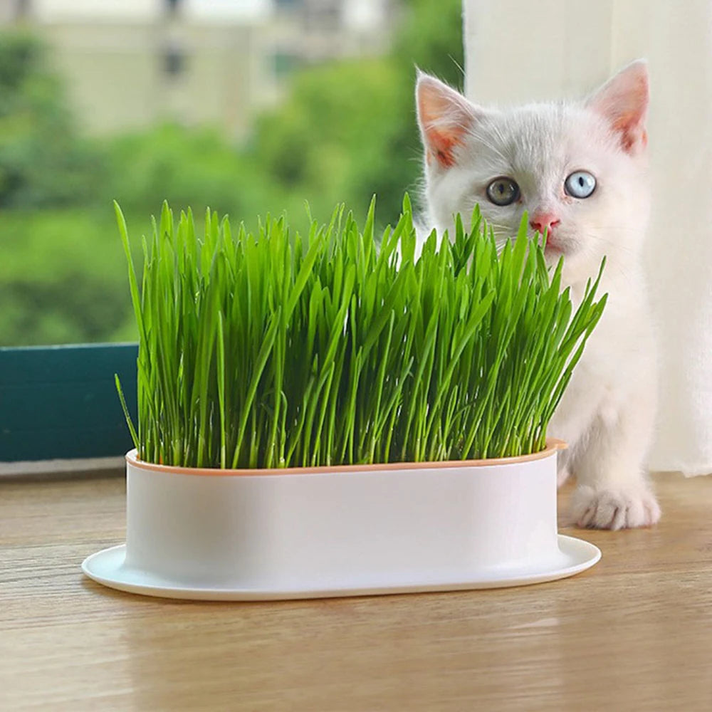 Cat Grass Growing Kit
