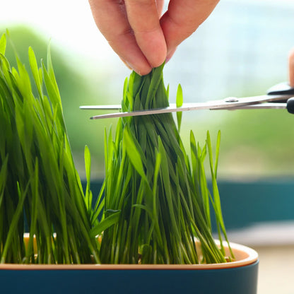 Cat Grass Growing Kit